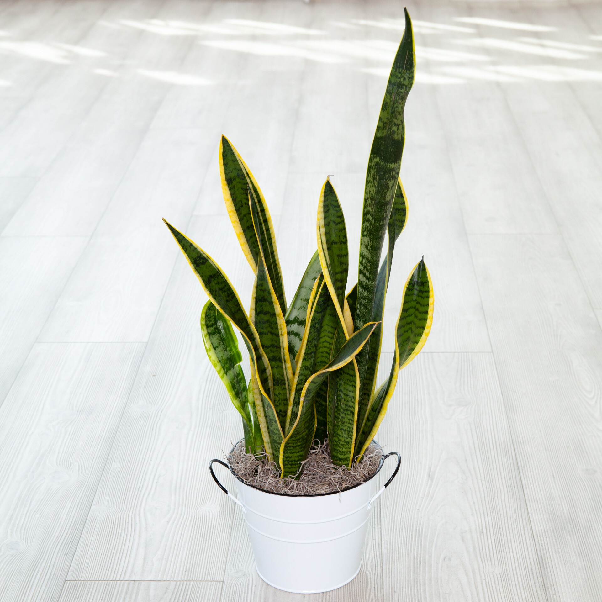 Snake Plant Light