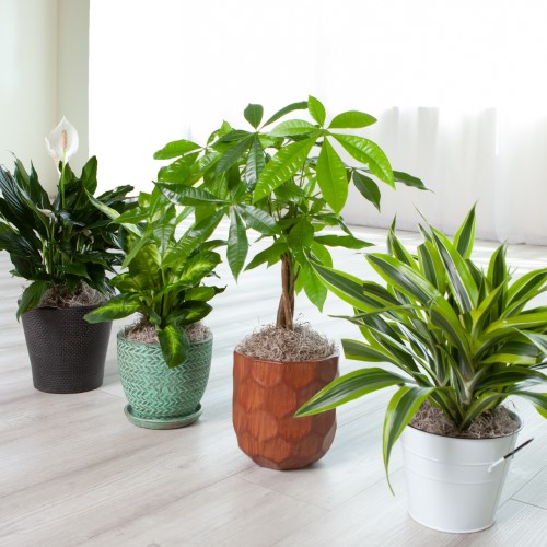 Green Plant Collection